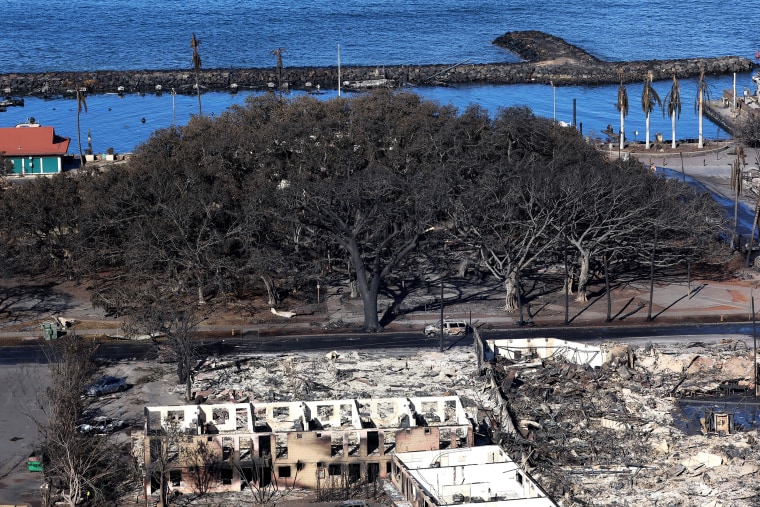 In an aerial view, a 150-year-old Banyan tree is seen scorched on August 11, 2023 in Lahaina, Hawaii. Dozens of people were killed and thousands were displaced after a wind-driven wildfire devastated the town of Lahaina on Tuesday. Crews are continuing to search for missing people.