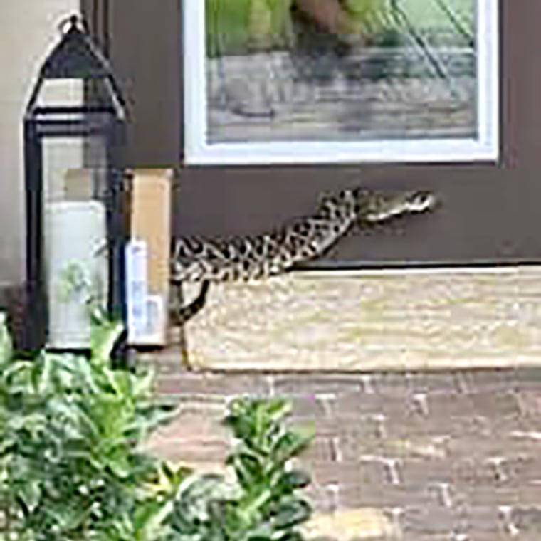 A driver delivering a package Monday evening was bitten by an Eastern Diamondback rattlesnake which was coiled up near the front door of the delivery location, in Palm City, Fla.