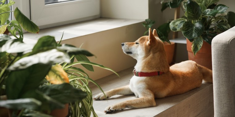 Veterinarians recommend the best plants for keeping your pet safe.