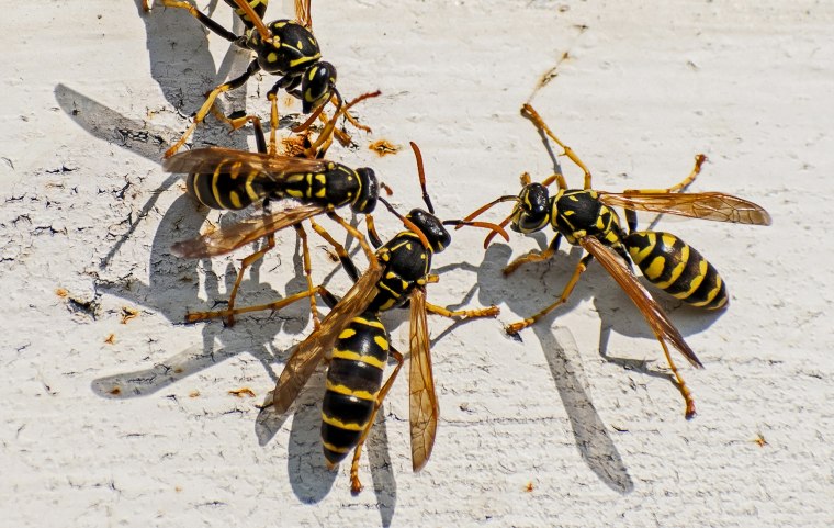 Group of wasps in the sun.
