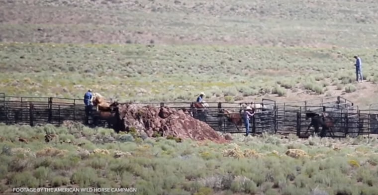 A stallion, left, jumps the fence of a corral after being rounded up in July.