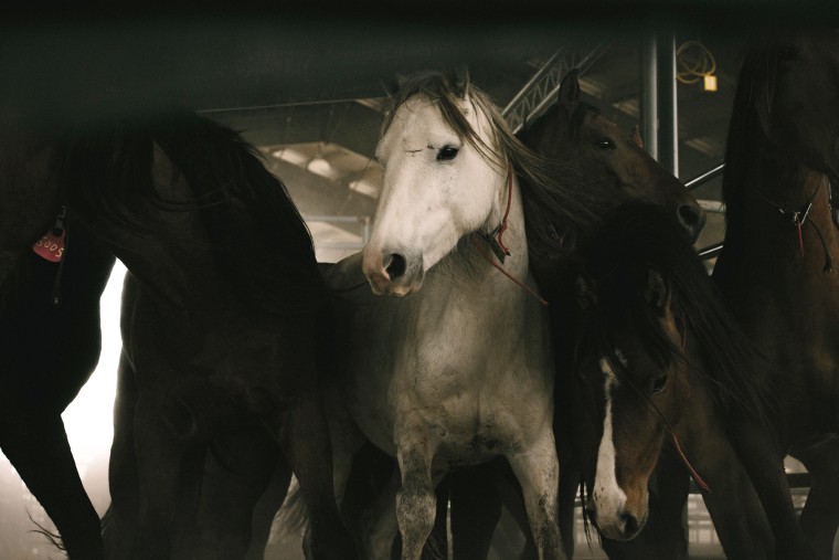 Wild horses are unloaded in preparation for an auction in Beaumont, Texas, in 2021.