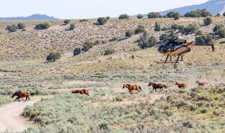 A helicopter follows wild horses in Nevada during a government gather and removal in July.