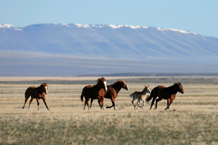 Wild horses gallop on the Fort McDermitt Paiute-Shoshone Indian Reservation near McDermitt, Nev., on April 25.