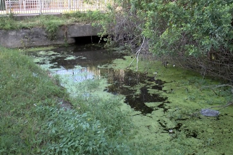 The canal where a 13-foot alligator was seen in Pinellas County, Fla.