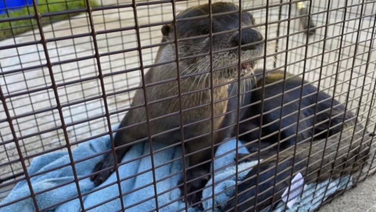 Otter captured by Palm Beach County Animal Care and Control.