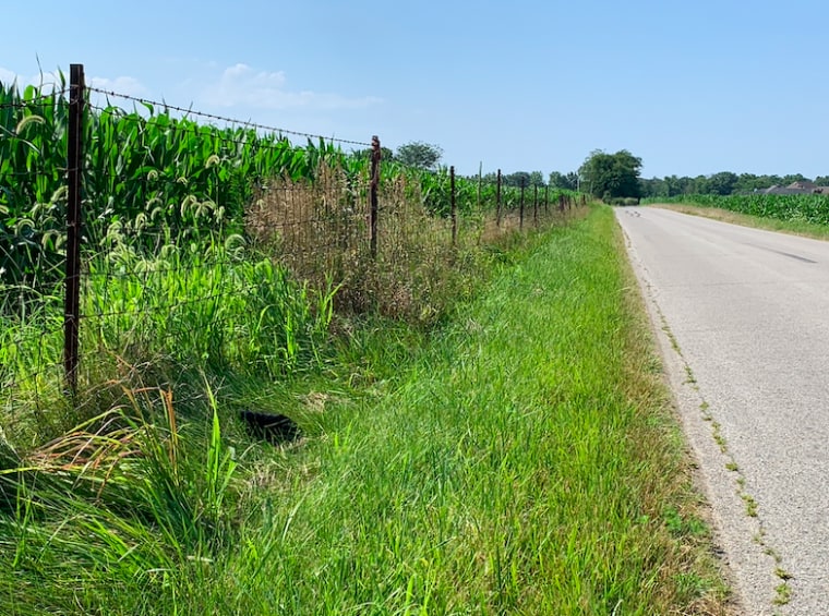 Present-day photo of the cornfield where Ann Harmeier's body was found.