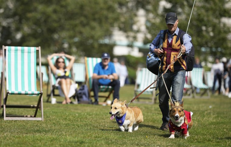 Two corgi dogs takes part in a parade of corgi dogs in memory of the late Queen Elizabeth II