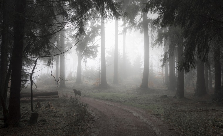 Fog in the nature park