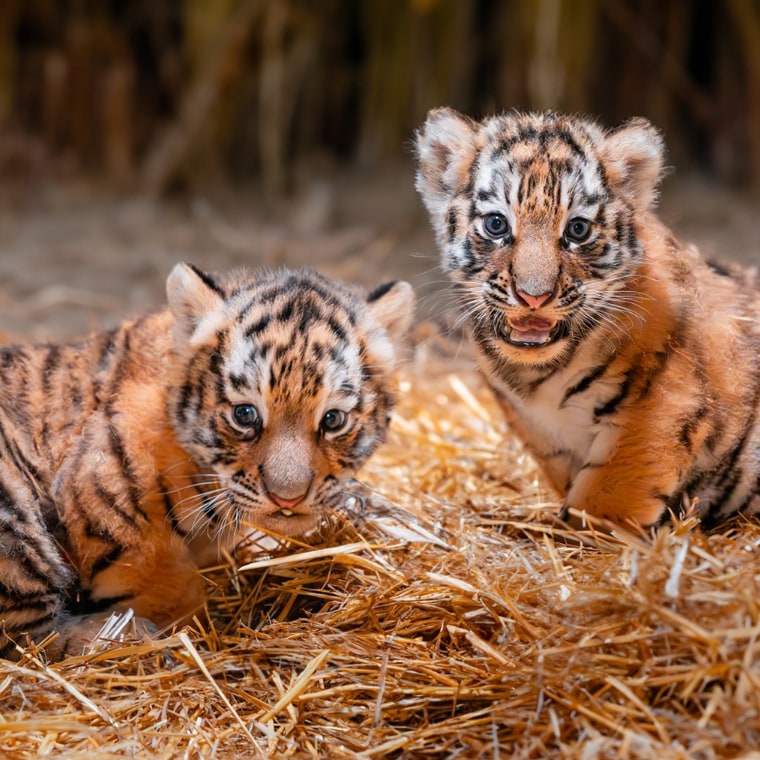 Toledo Zoo Tigers