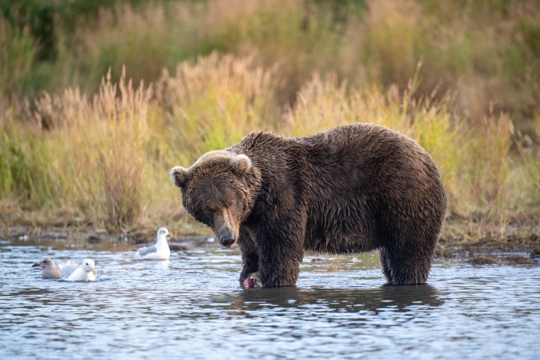 What Is Fat Bear Week? Meet the 2023 Winner