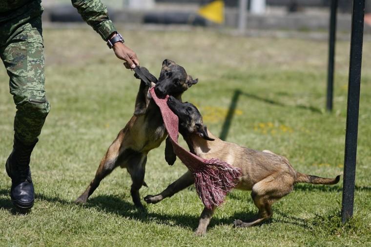 A soldier trains Belgian Malinois puppies at the Mexican Army and Air Force Canine Production Center in San Miguel de los Jagueyes, Mexico