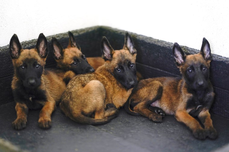 A puppy kindergarten run by Mexico’s army trains rescue and drug-sniffing dogs