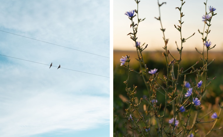 Two images showing birds on a wire and chicory on the side of the road in southeastern Nebraska.