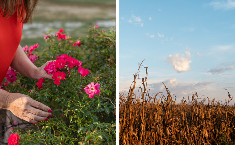 A side-by-side image a field of corn and of Ashley Swartz holding flowers.