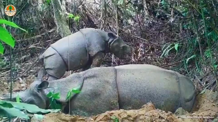 Rare baby Javan rhino caught on camera in Indonesia
