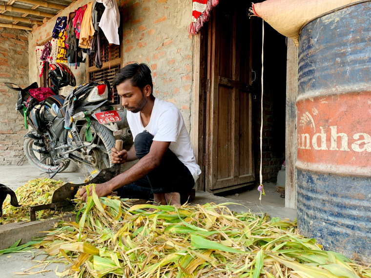 Momtaj Mansur cuts leaves to feed buffalo at his home in Dhanusha, in southeast Nepal.