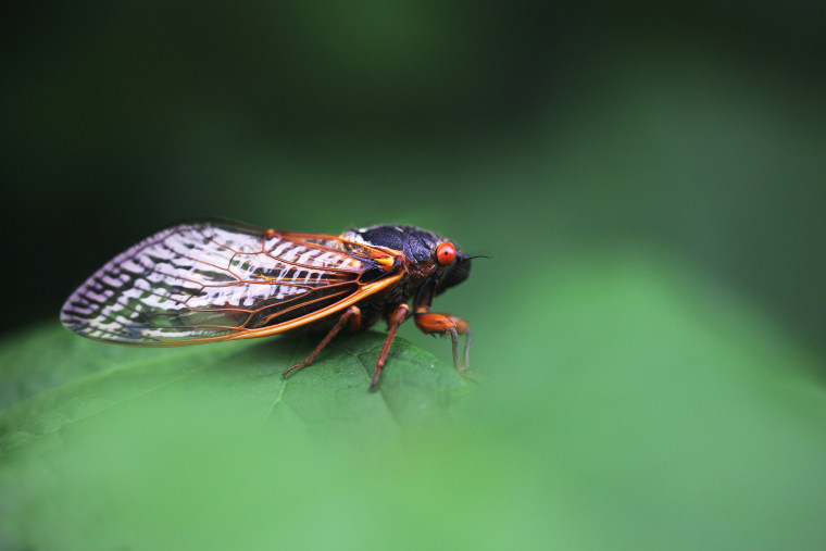A  periodical cicada sits on a leave in Rock Creek Park in Washington
