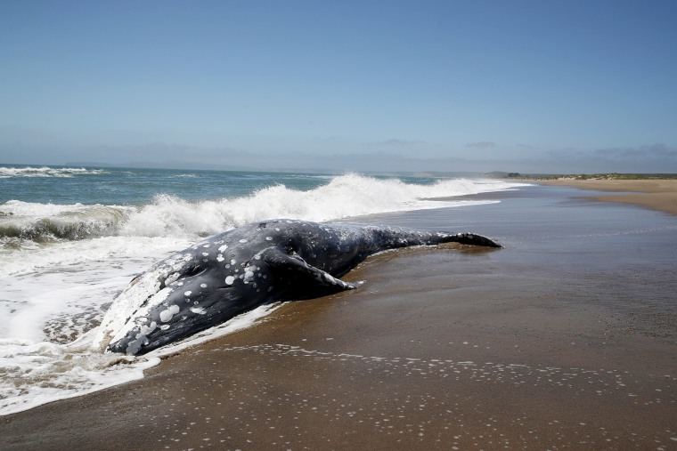 A dead Gray Whale sits on the beach at Limantour Beach  in Point Reyes Station.