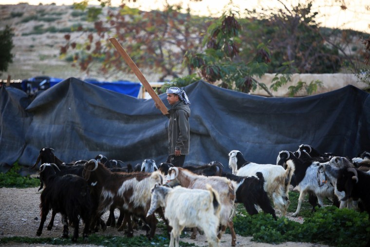 A shepherd stands among a heard of sheep