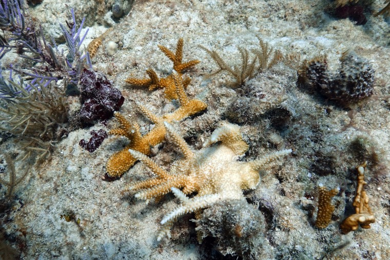 A partially bleached staghorn coral in Florida 