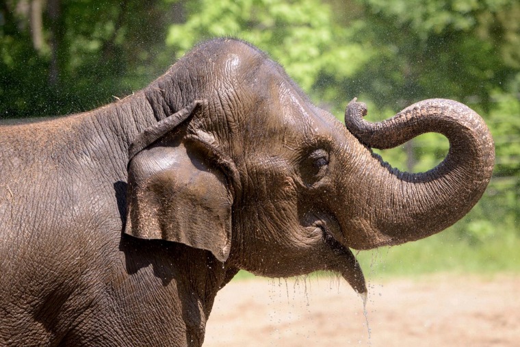 Elephant Dies At St. Louis Zoo After Becoming Agitated By A Loose Dog ...