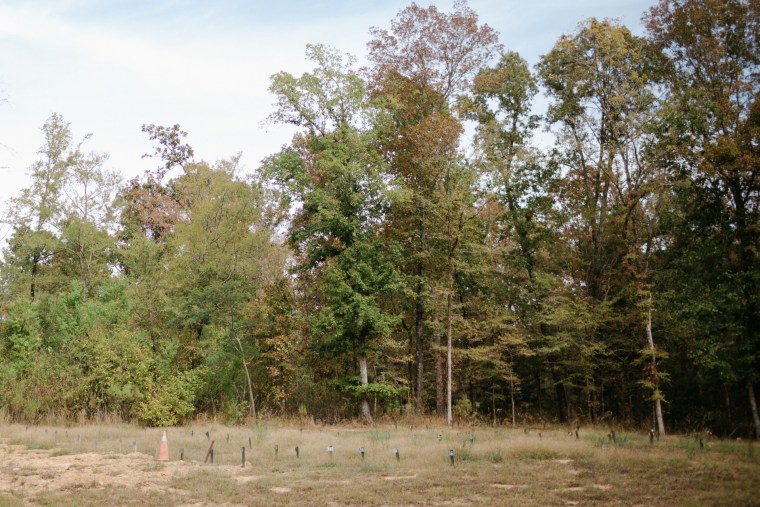 Image: Rows of burial markers.