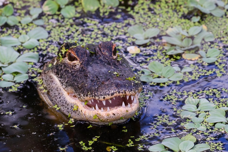 An alligator in Florida.