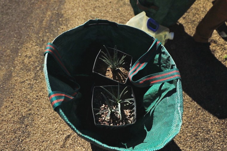 Potted joshua tree plants rest in a bag.