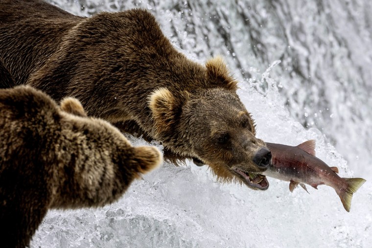 Fat Bear Week 2023: What to know about Katmai National Park's