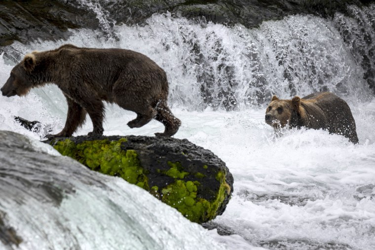 Fat Bear Week 2023 - Katmai National Park & Preserve (U.S. National Park  Service)