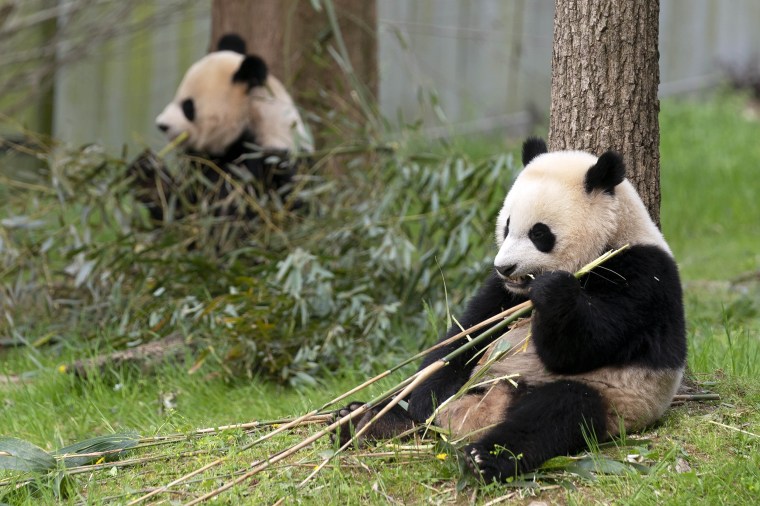 Giant pandas Mei Xiang, left and her cub Xiao Qi Ji eat bamboo at The Smithsonian's National Zoo in Washington