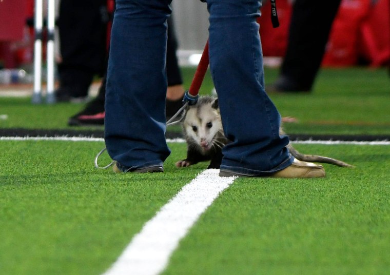 An opossum is detained by animal control during a Texas Tech game