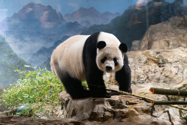 Giant panda Tian Tian at the Smithsonian's National Zoo in Washington