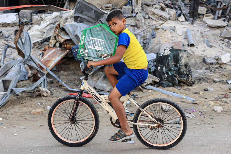 Palestinian boy transports a bird on his bicycle