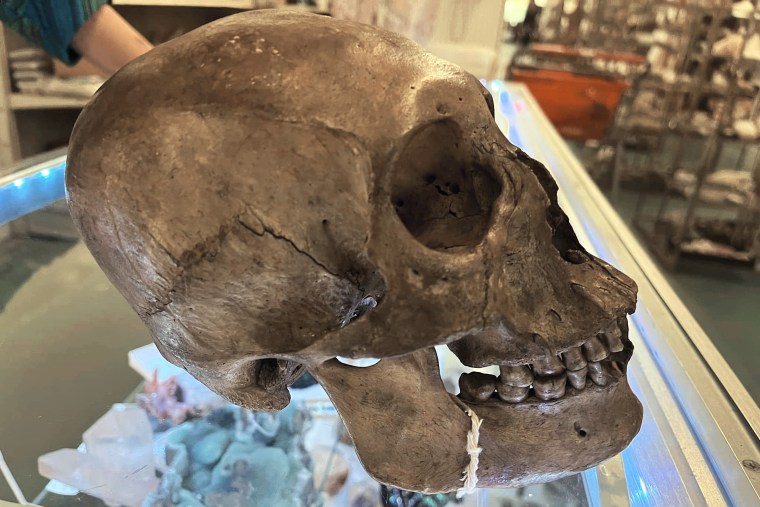 Anthropologist finds human skull in Florida thrift store's