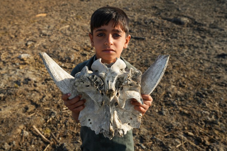 A boy holds up the dried-up skull of a water buffalo in a parched area of the Chibayish marshes 