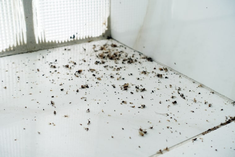 Insects on window sill of inmate cafeteria.