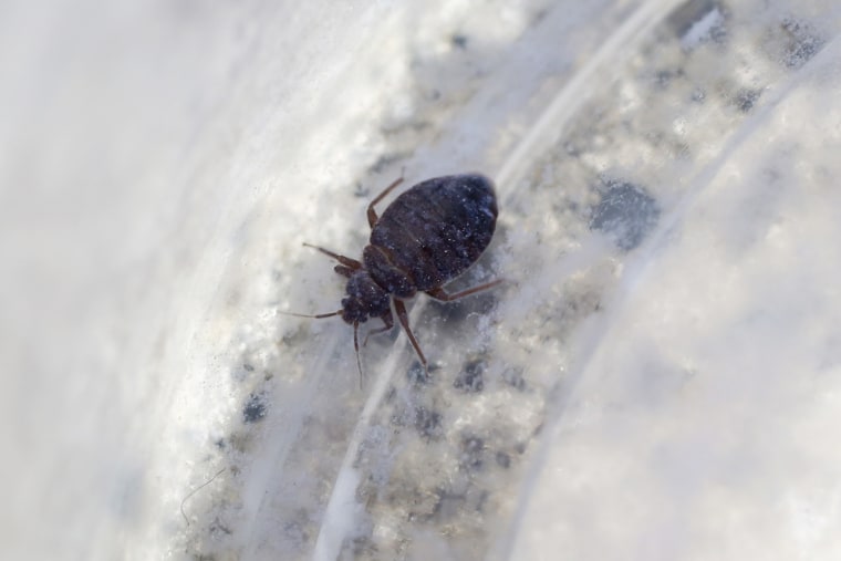 South Korea ramps up pest control after reports of bedbugs
