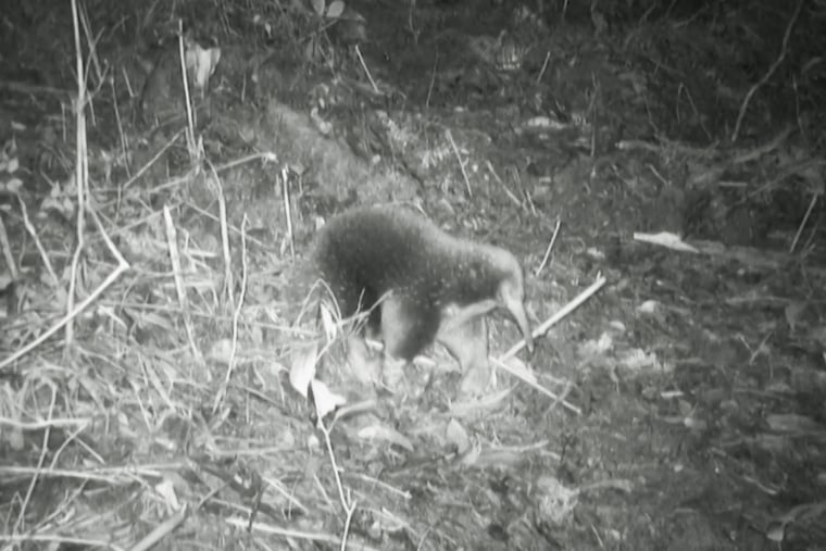 A night vision image of a long-beaked echidna walking