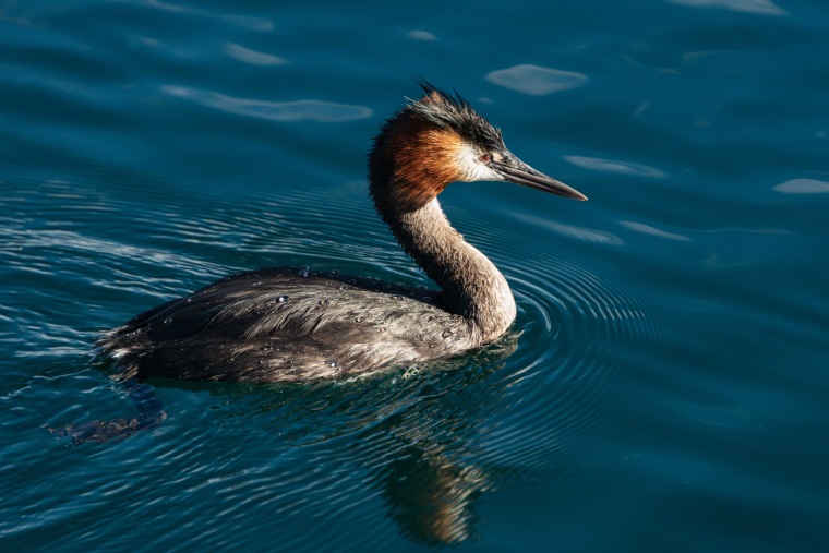 Grebe me kreshtë Australaziane, emra të tjerë grebe me kreshtë jugore, grebe me kreshtë të madhe, duke notuar në liqenin Wanaka, Ishulli Jugor