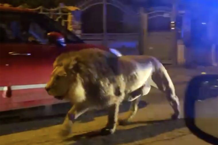 Image: Italy: A lion escapes from a circus and goes for a walk on a street of Ladispoli. 