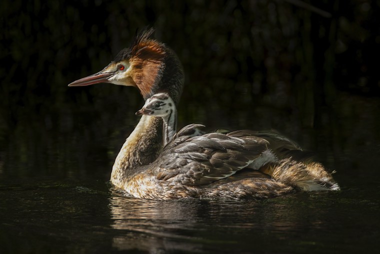 Puking bird is named New Zealand’s ‘Bird of the Century’ after campaign