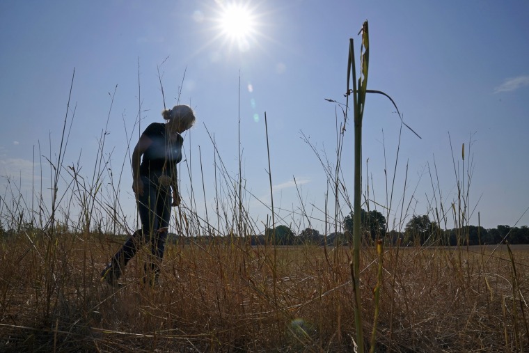 Gilda Jackson walks on a pasture where she grows hay in Paradise, Texas, Aug. 21, 2023. 