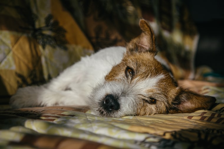 what to know about a mysterious dog respiratory illness