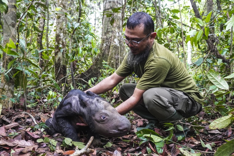 Image: Veterinarian Zulfi Arsan tends to a newly born Sumatran rhino calf 