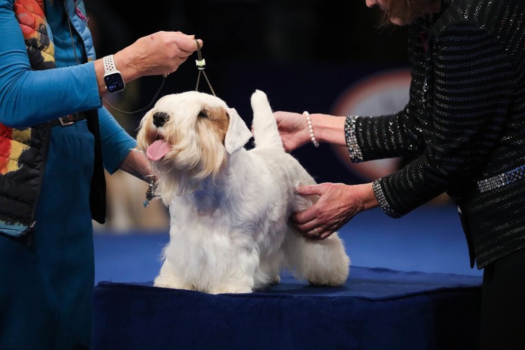 The Winner Of The 2023 National Dog Show Is Stache, A Sealyham Terrier