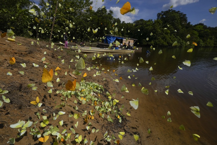 Butterflies fly around the banks of the Assua River, next to Juma Indigenous land.