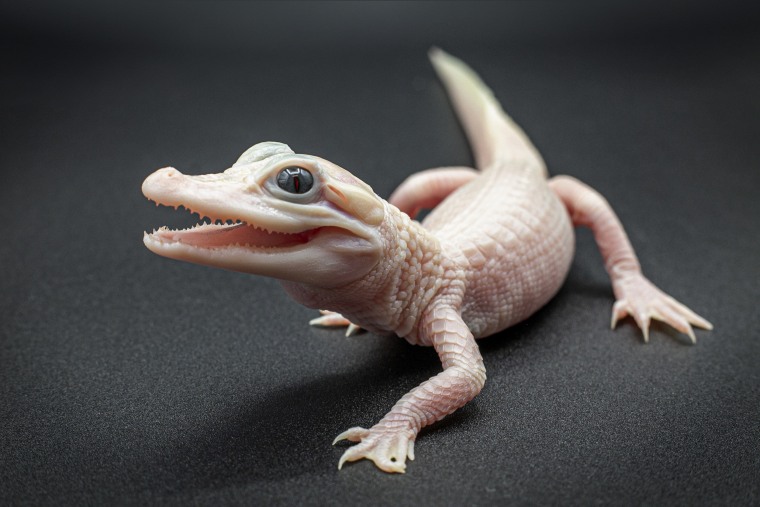 A white-skinned, leucistic alligator born at Gatorland. 