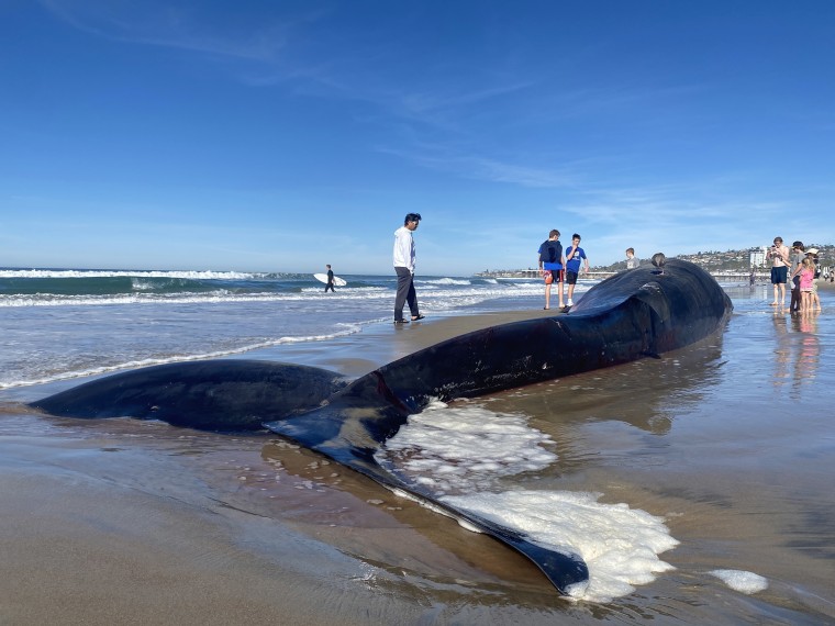 A Dead 52 Foot Fin Whale Washed Up On Pacific Beach In San Diego Sunday News Of The World